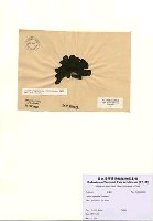 藏品(Codium stephensiae Dickinson)的圖片